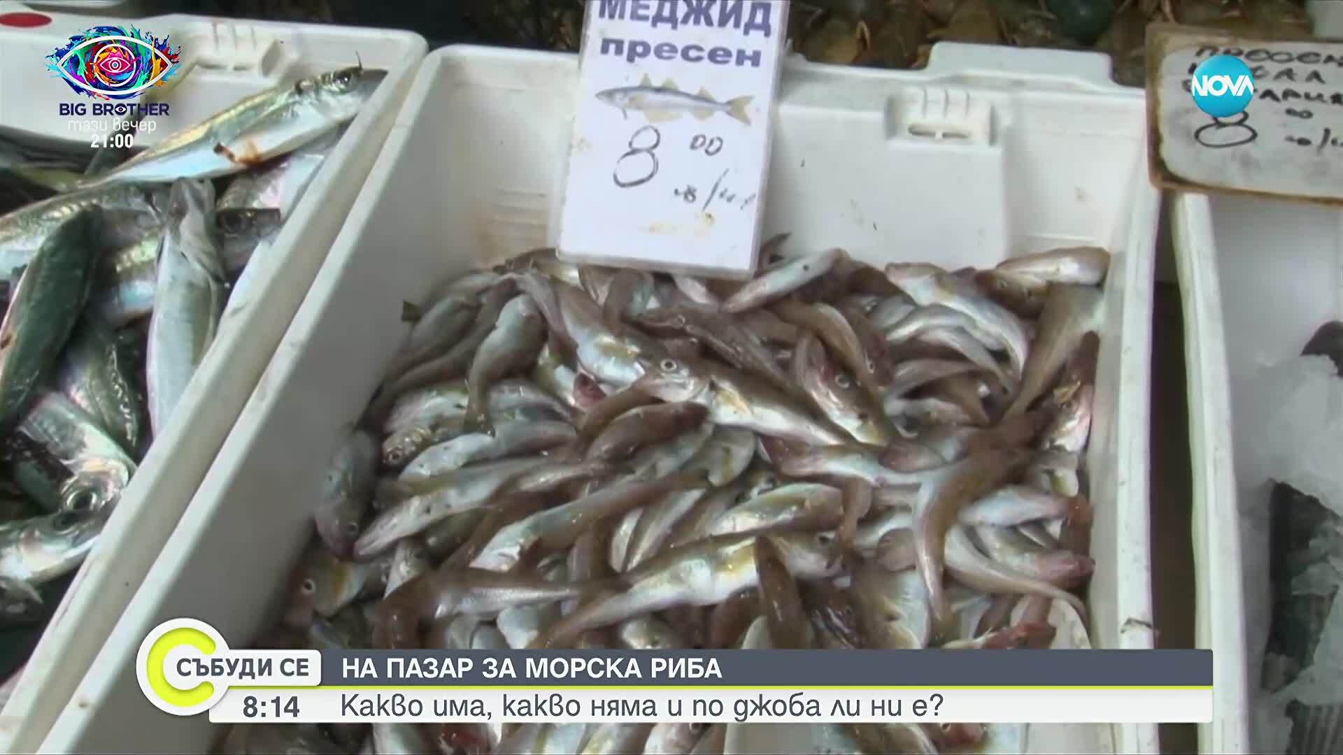 На пазар за морска риба: Какви са причините да няма паламуд?