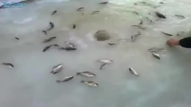 Така ловят риба руснаците!