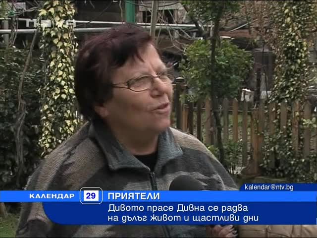 130 кг Дива Свиня домашен любимец 