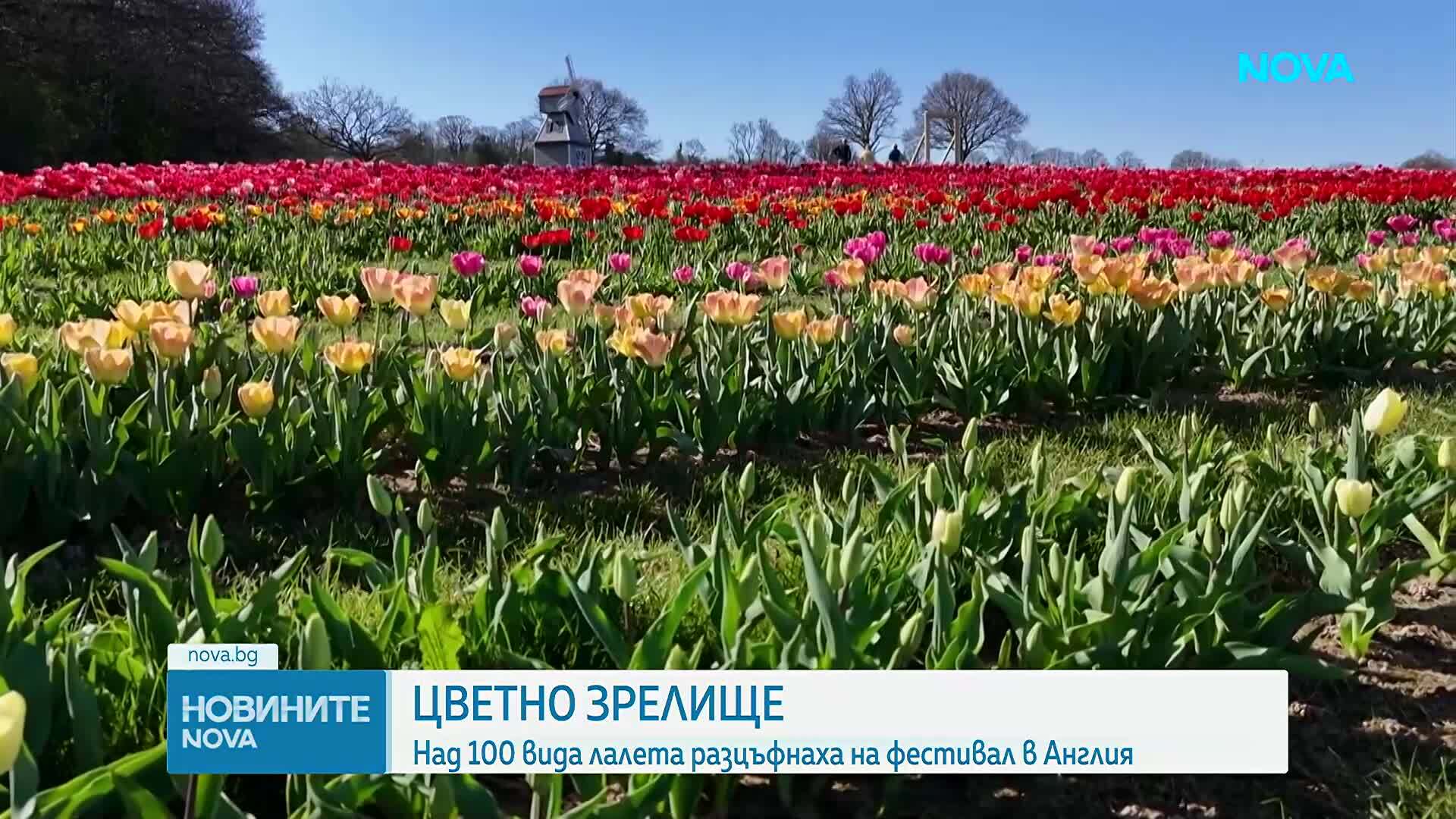 На 100 вида лалета разцъфнаха на пролетен фестивал в Обединеното кралство