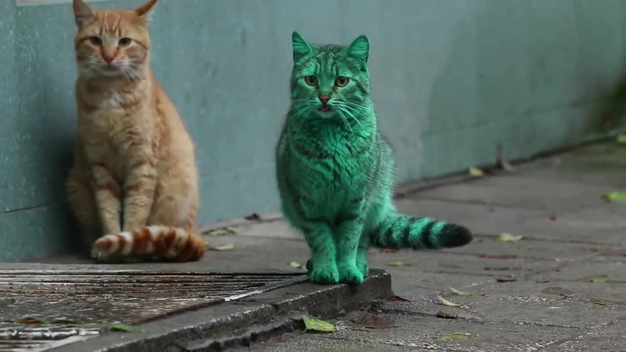 Котка във Варна се боядисва в зелено, докато спи върху изоставени кутии със синтетична боя