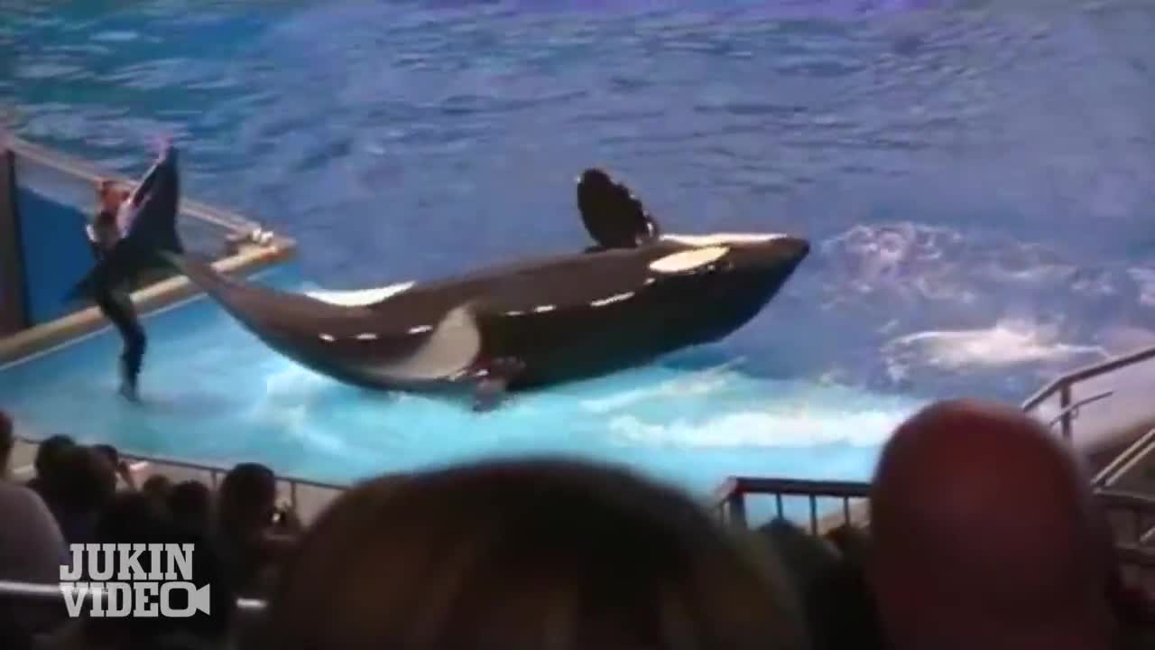 И най-добрите правят грешки - Whale Tail Fail - Shamu Trainer Falls