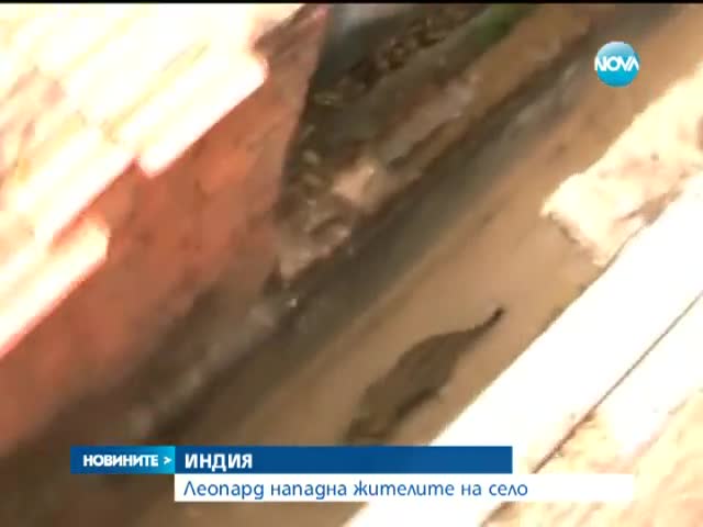 Леопард нападна жителите на индийско село