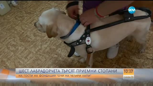 Шест лабрадорчета търсят приемни стопани