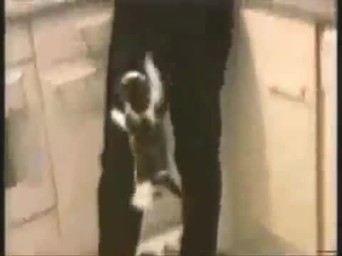 Кучета и Котки в Действие 100 Смях