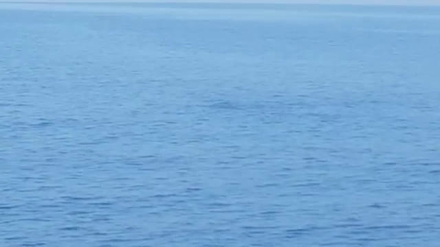 Делфини във Варна