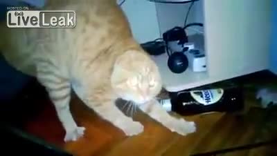 Котка се плаши до смърт от цветя.