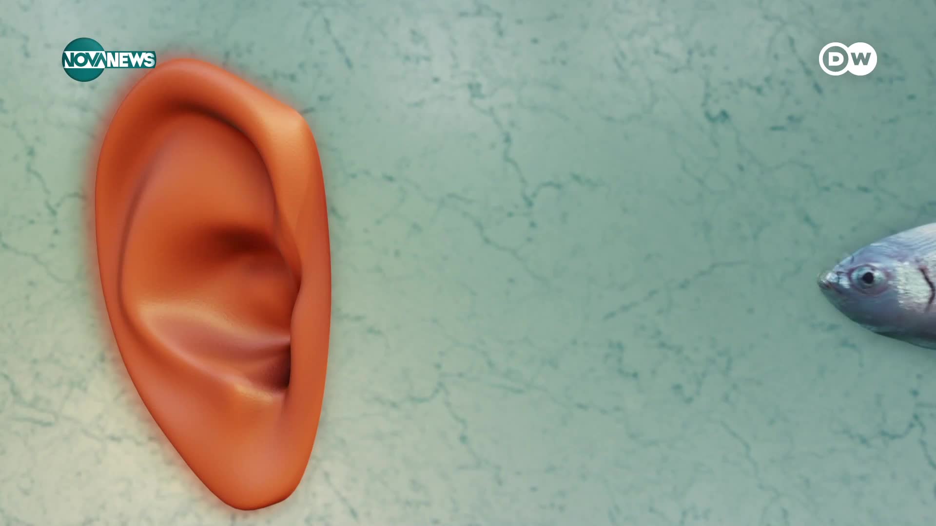 Лявото и дясното ухо възприемат различни звуци: Интересни факти за слуха