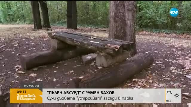 "ПЪЛЕН АБСУРД": Сухи дървета "устройват" засади в парка