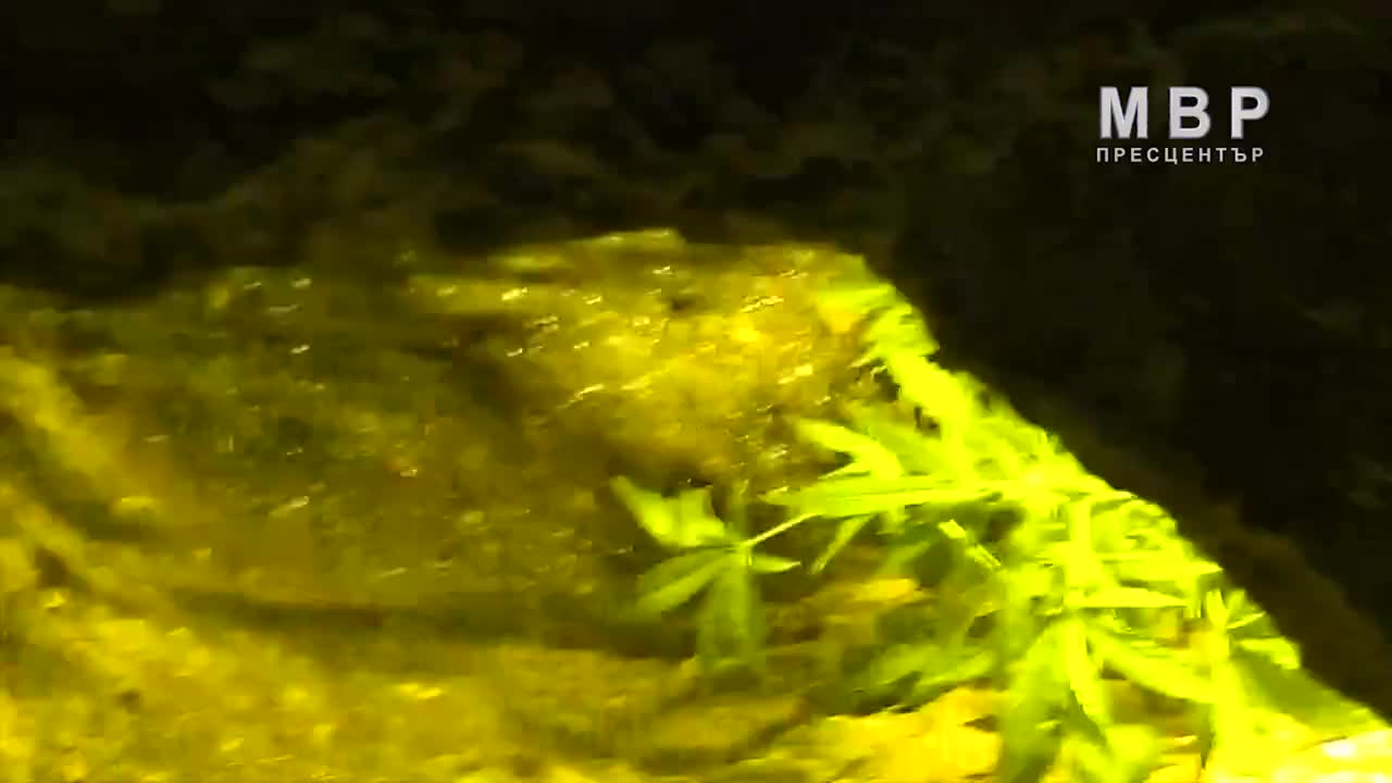 Уникално Видео от бърлогата на Йоан и тайната наркооранжерия под леглото му