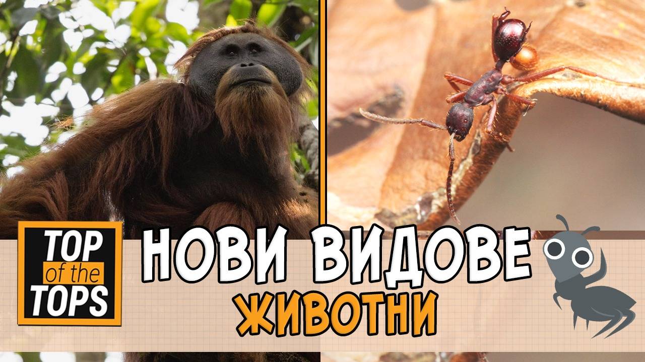 Топ 5 нови животински видове, за които не подозираме