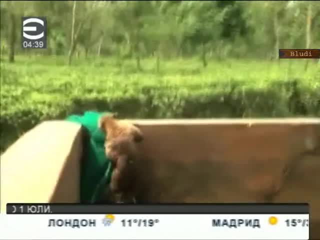 Леопард падна в шахта с вода, освободиха го