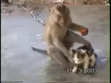 Котешка И Истинска Любов На Maimuna