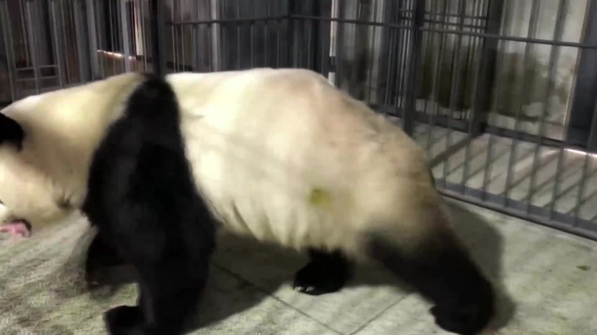 Голямата панда в резервата в Шънси роди близнаци (ВИДЕО)