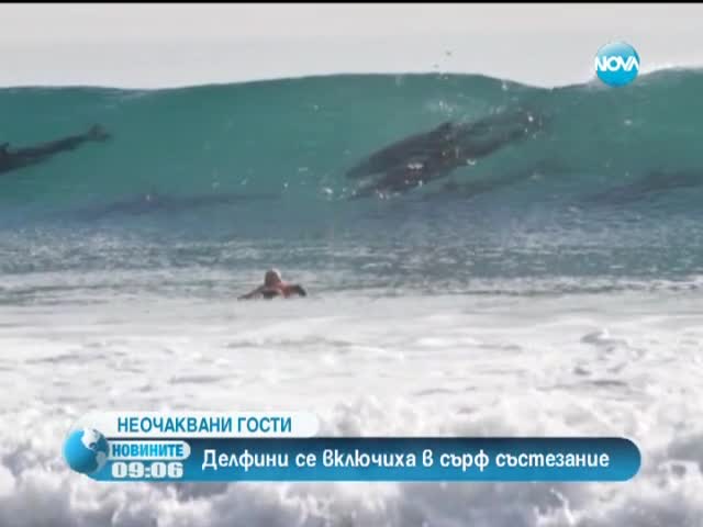 >Група делфини поплуваха заедно със сърфистите в Калифорния