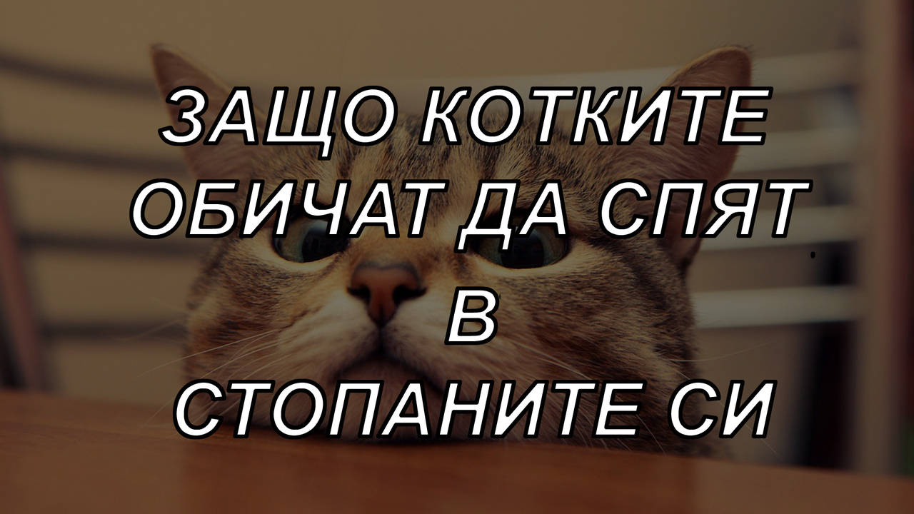 Защо котките обичат да спят в стопаните си