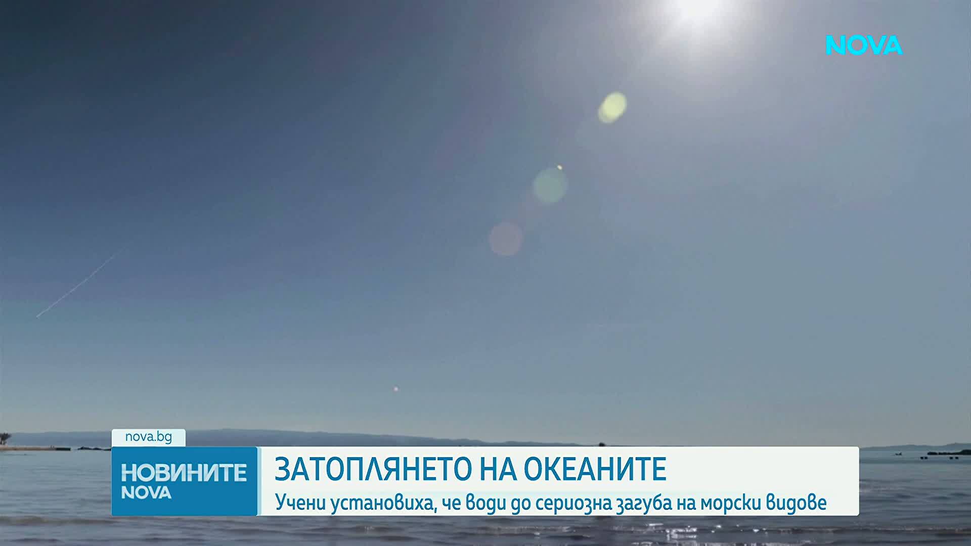 Проучване: Продължителното затопляне в океаните води до сериозна загуба на риба