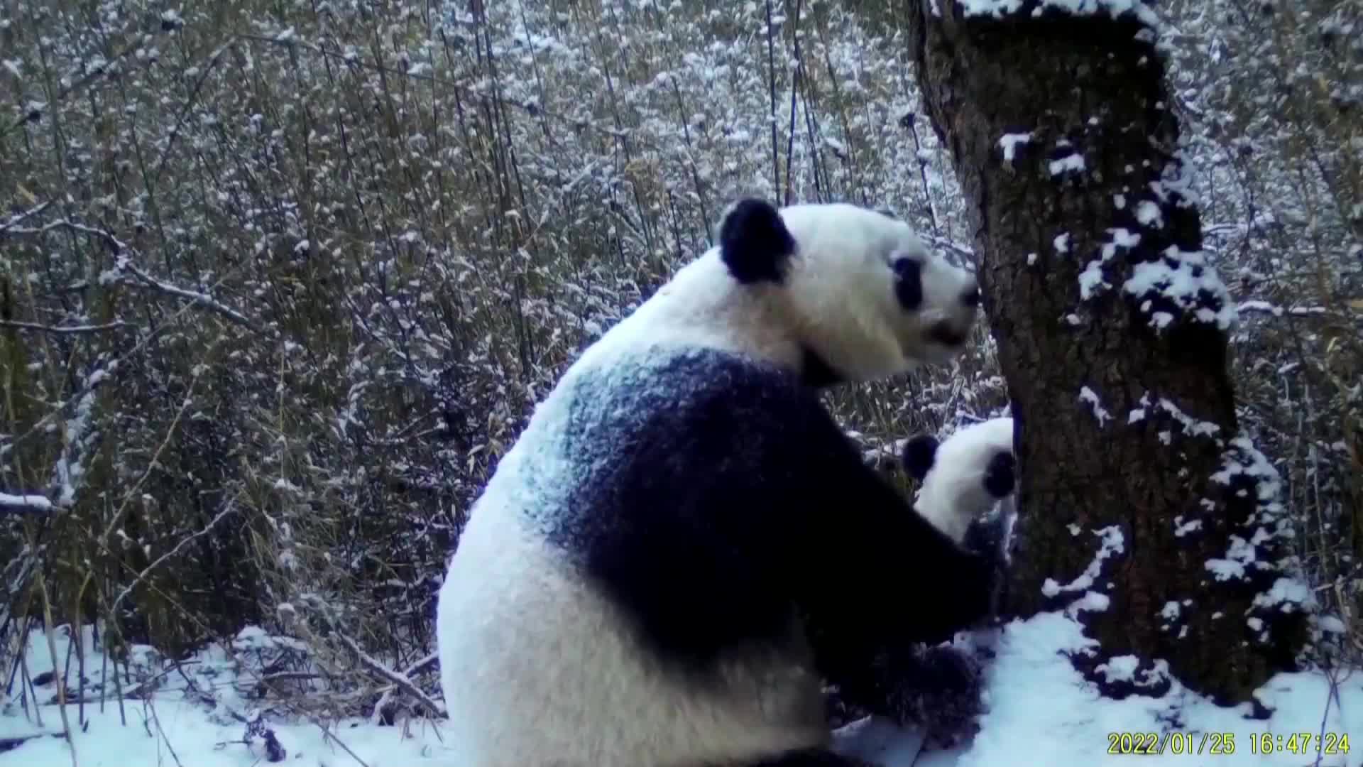 Вижте как майка панда се "кара" на своето малко (ВИДЕО)