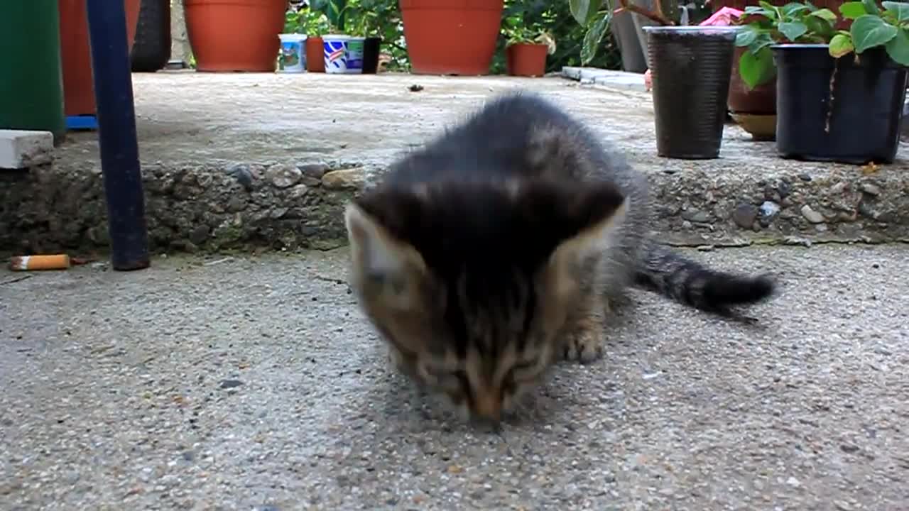 Прегладняло малко котенце