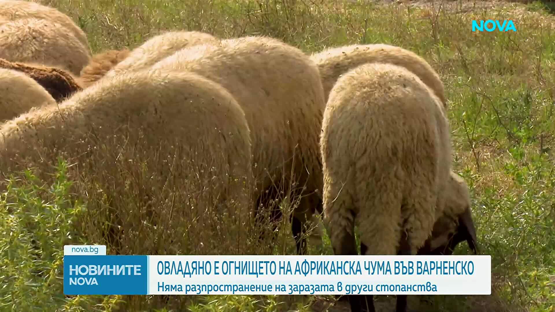 Пламен Абровски: Няма прехвърляне на африканска чума по свинете извън стопанствата, където е открита