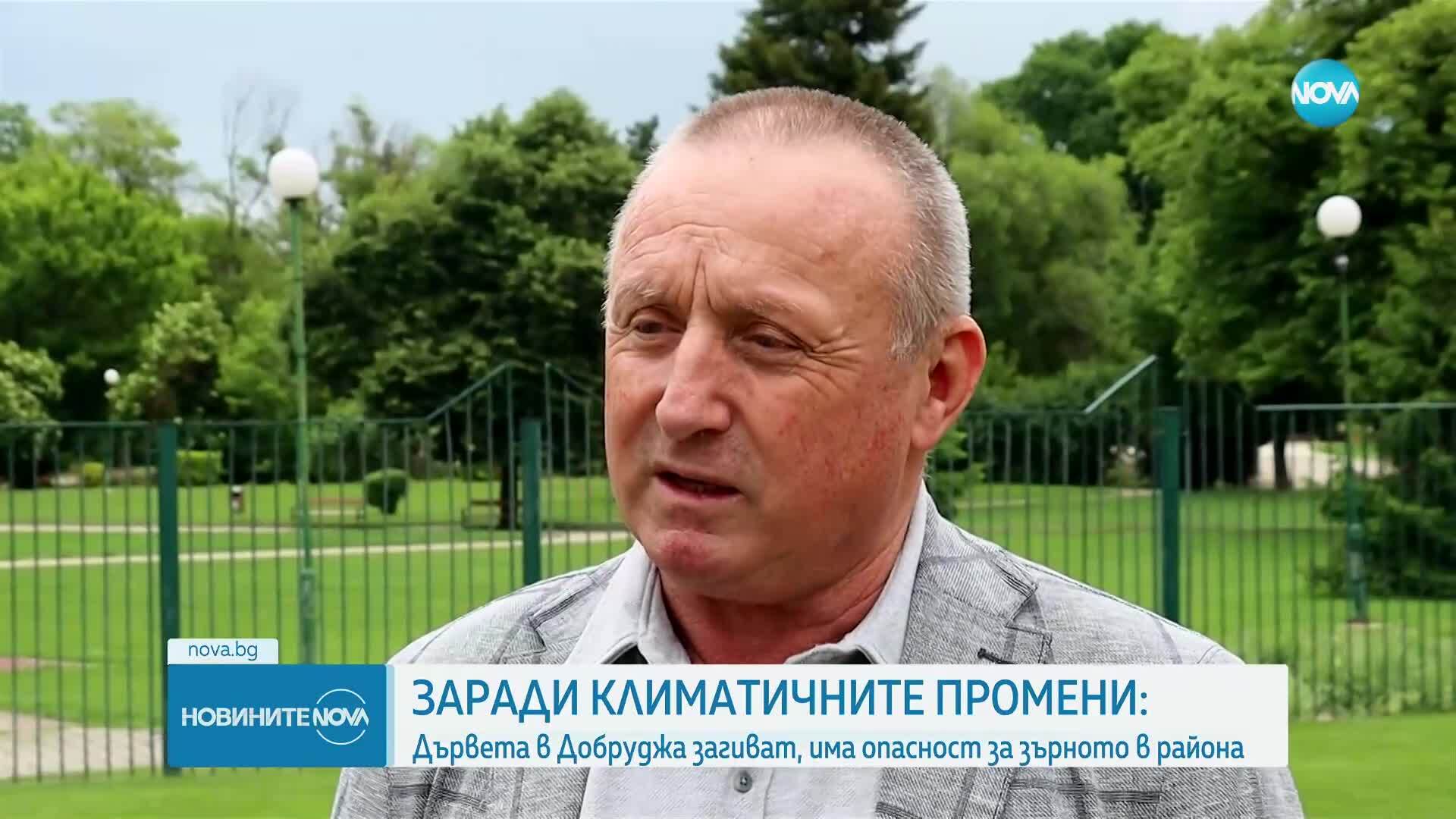 Заради климатичните промени: Дърветата в Добруджа загиват, има опасност за зърното