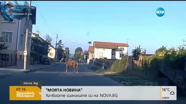 "Моята новина": Ужасяващо превозване на кон