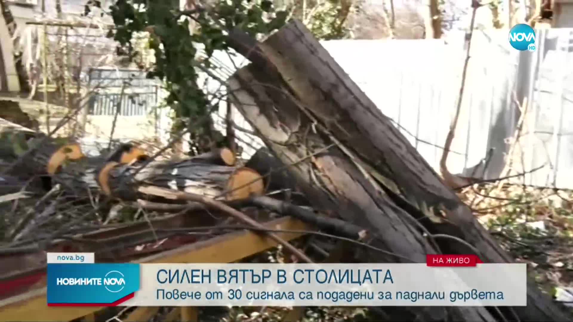 БУРЕН ВЯТЪР: Десетки сигнали за паднали клони и дървета в София