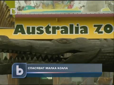 Спасяват малка коала 