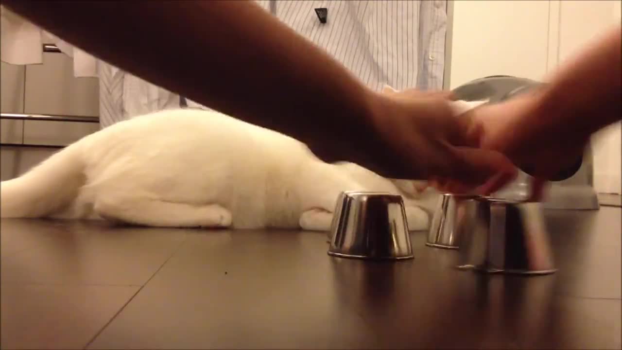 Котка играе „тука има – тука няма“