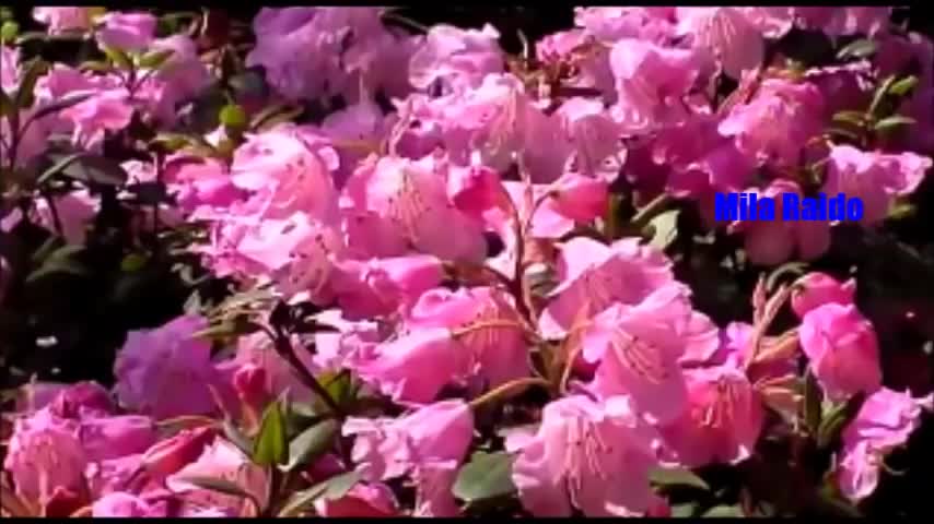 Галерея открытки с днём рождения с фото открытки с днём рождения с фото