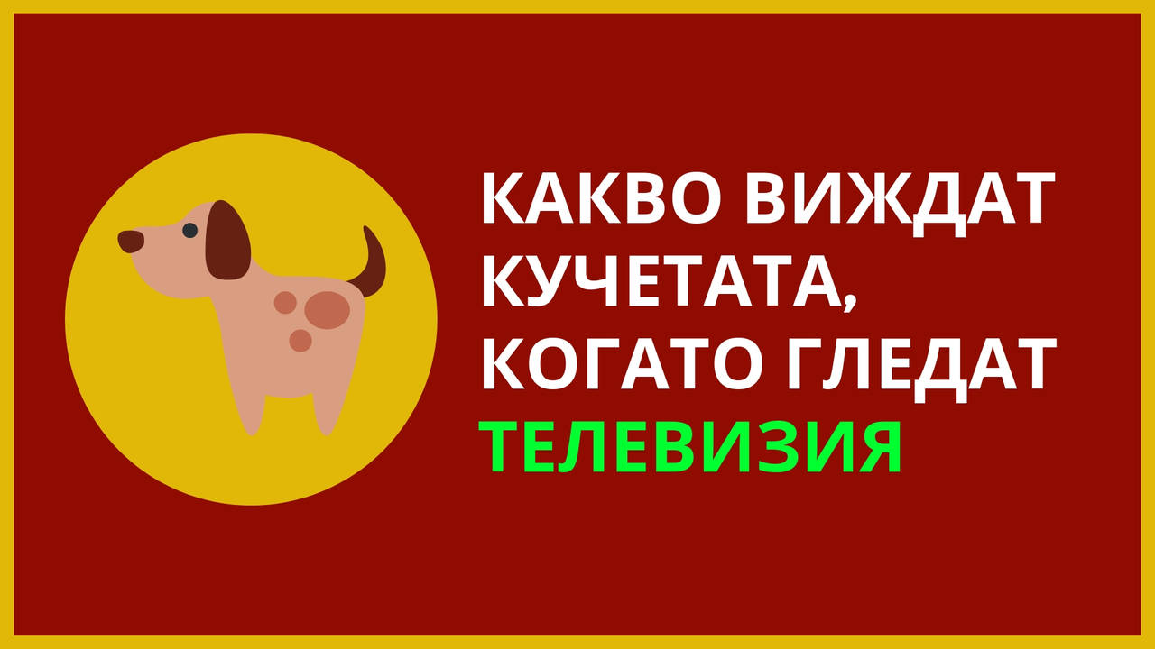 Какво виждат кучетата когато гледат телевизия