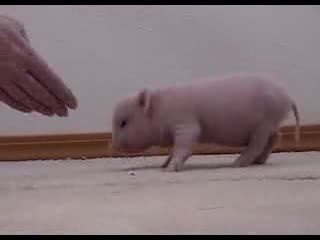 Супер Малко Сладко Прасенце
