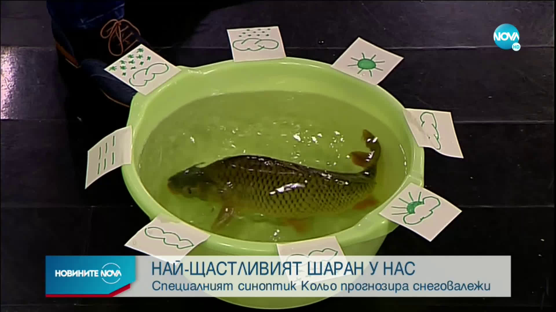 НАЙ-ЩАСТЛИВИЯT ШАРАН У НАС: Специалният синоптик Кольо прогнозира снеговалежи