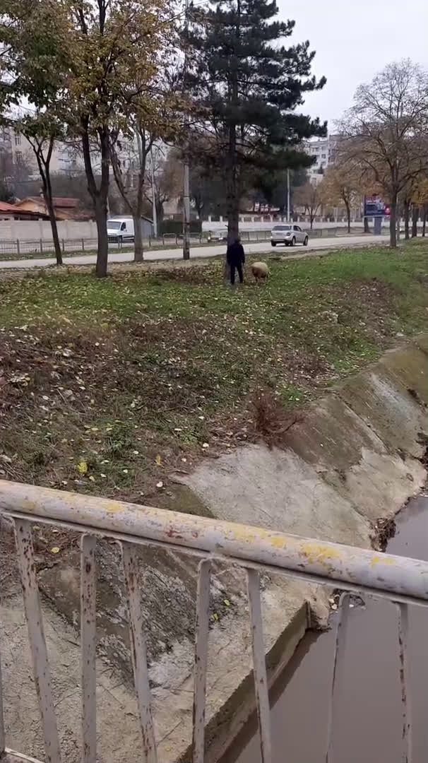 От "Моята новина": Домашен любимец