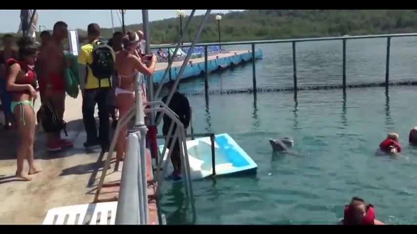Делфин се закача с момиче! Смях