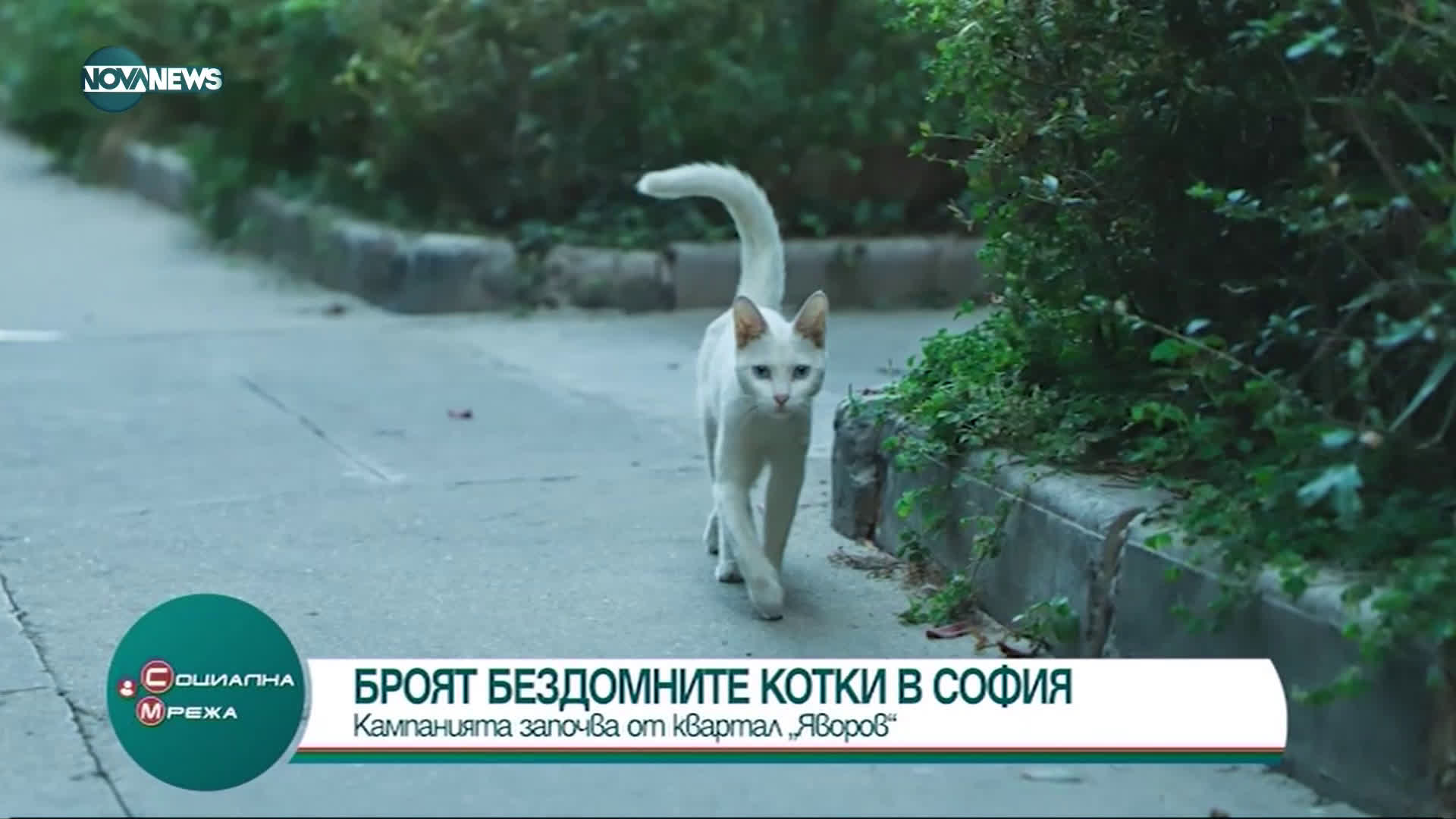 Започва преброяване на бездомните котки в столичния квартал "Яворов"