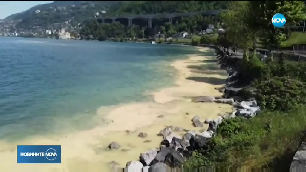 Пуснаха три лебеда на свобода в Бургас (ВИДЕО)