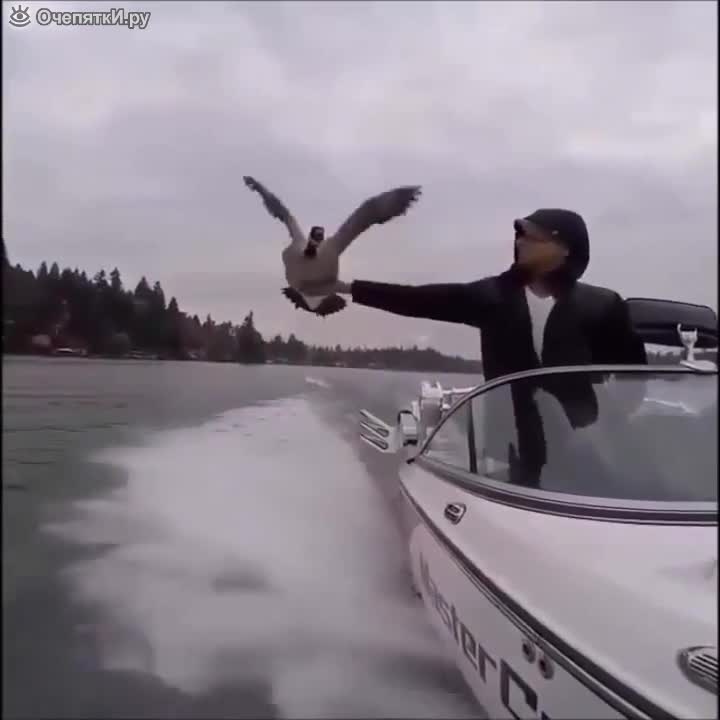 Дива птица пътува на лодка