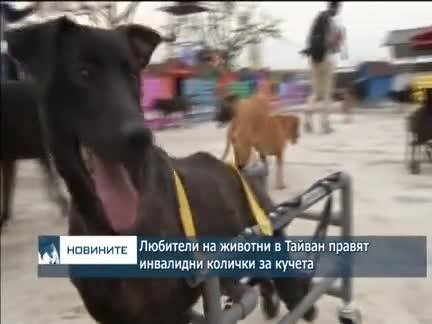 Любители на животни в Тайван правят инвалидни колички за кучета