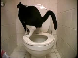 Котка Се Изхожда В Човешка Тоалетна
