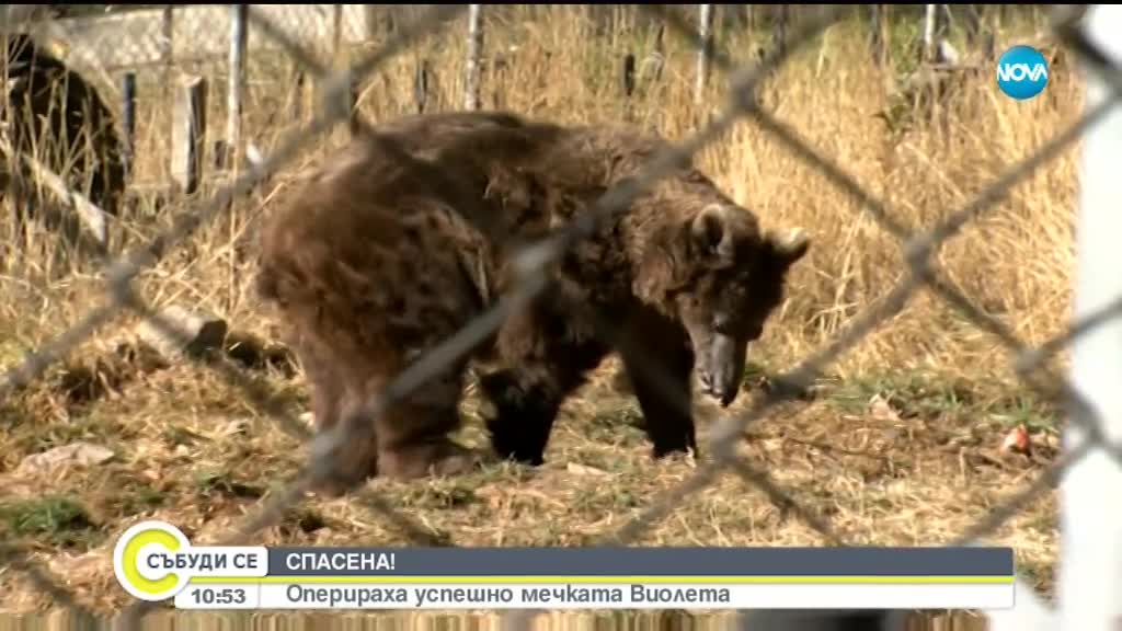 СПАСЕНА: Оперираха успешно мечка, страдаща от глаукома