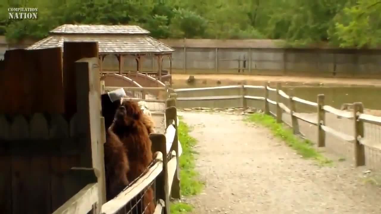Животни крадат храна. Супер компилация! :)