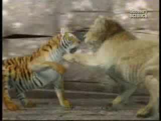 Animal Face - Off - Lion Vs Tiger - Vbox7