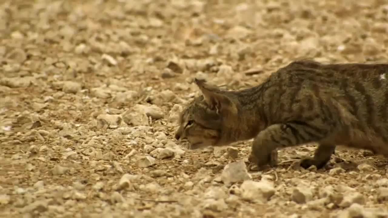Ловът на дивата котка