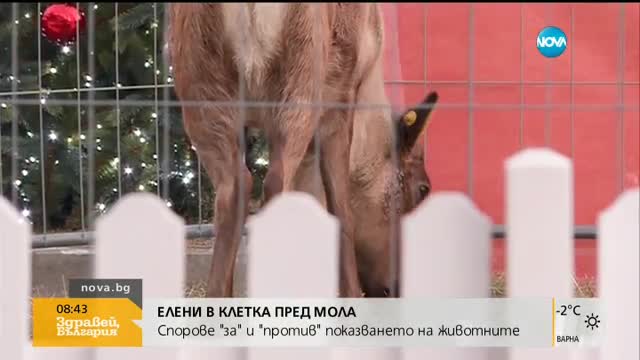 Елени в клетка пред столичен мол възмутиха посетители