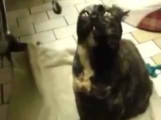 Котка от кеф издава смешни звуци