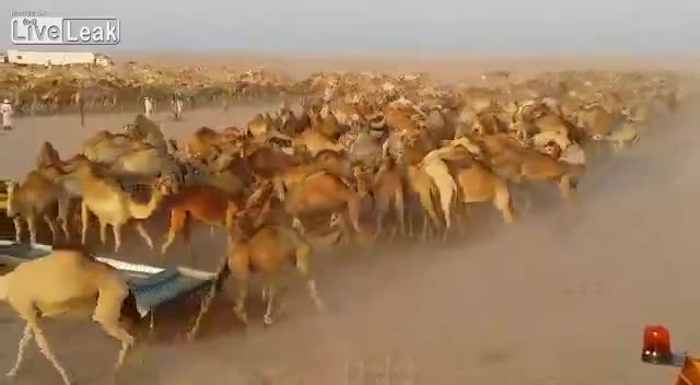 Хиляди камили пият вода заедно!