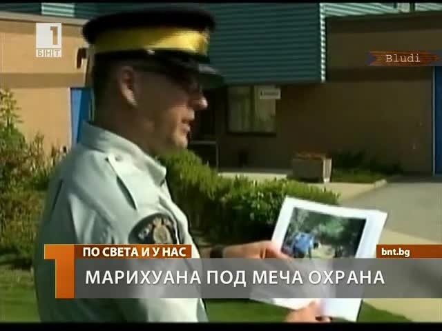10 мечки пазят ниви с марихуана 