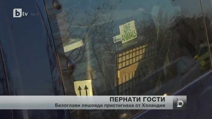 Холандски белоглави лешояди пристигнаха в България
