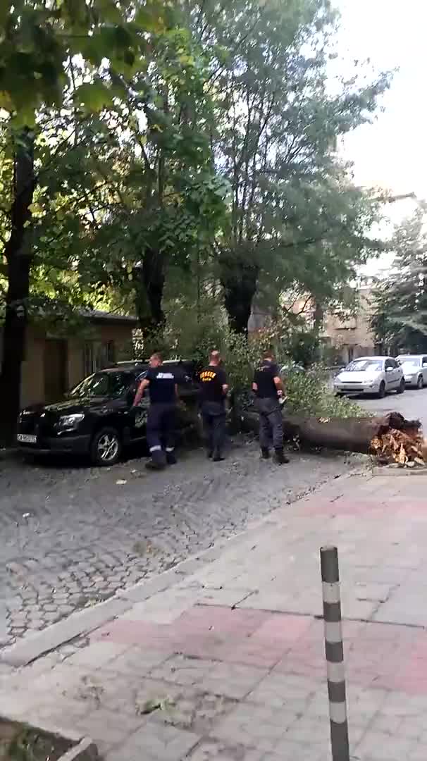 Отново паднало дърво в центъра